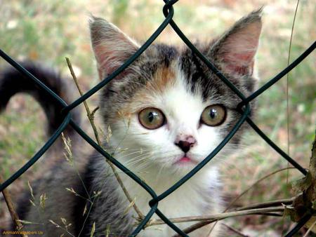 behind the wire - sweet, behind, cute, wire, kitten