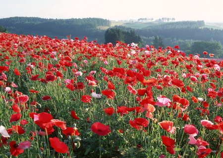 Poppies - beauty, blooming field, nature, sunshine, red, summer, poppies