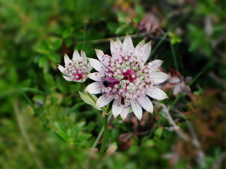 mountain flower - spring, flower, switzerland, nature