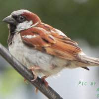 Lovely Bird