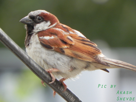 Lovely Bird - air, beak, wings, color, bird