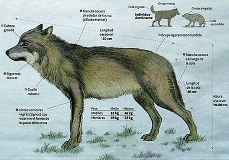 Wolves Recognition - wolf, nature, animals, dogs, recognition