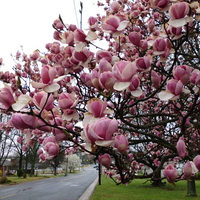 Spring Pink Magnolia Tree