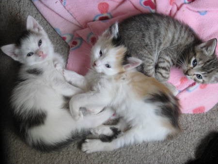 Precious Kittens - cat, adorable, soft, cuddly, kittens, calico, pink, cats, sweet, cute