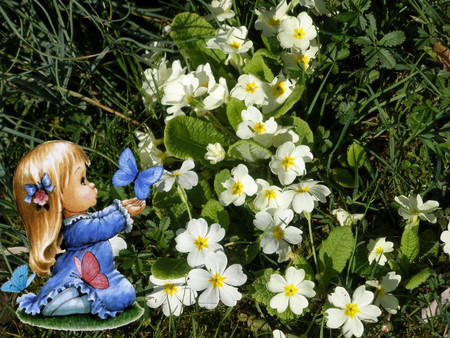 white primula - spring, white, primula, greetings