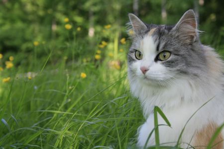 exploring..... - backyard, exploring, grass, white grey, cat