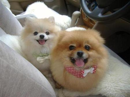 Guests of honor - pets, bow tie, puppies, guests of honor, ready, cheerful, party, good photo, car, cute