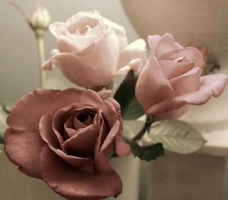 Memories - roses, pink, bouquet, still life, dry