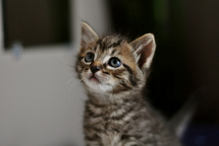 sweet kitten - sitting, grey brown, sweet, tiger, kitten, little