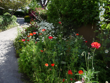 poppies - flowers, poppies, garden, red, park