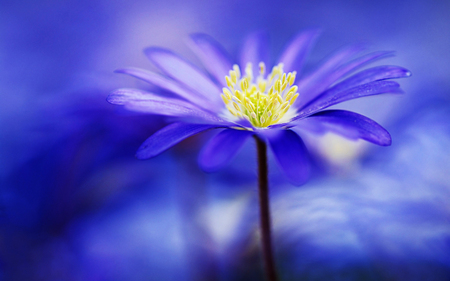 Blue flower - nature, beauty, flowers, blue