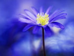 Blue flower