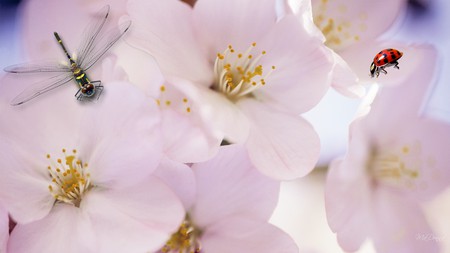 Sakura Dragonfly and Ladybug - blossoms, summer, japan, pink, flowers, spring, ladybug, sakura, sky, firefox persona, dragonfly, cherry