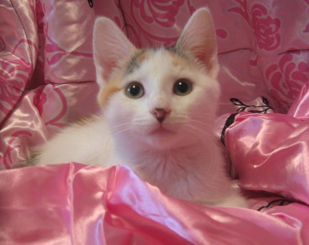 Mini the Calico Cat - adorable, cat, pink, kitty, sweet, cute, calico, kitten