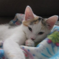Mini the Calico Cat 2