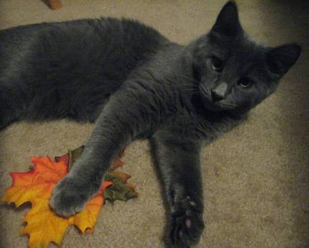 Sir Solstice The Magnificent - adorable, cat, soft, kitty, kitten, russian blue, cool, cute, gray