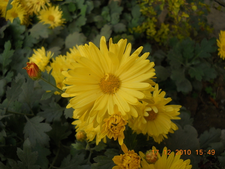 yellos - best, yellow, nature, green