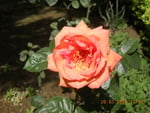 rose