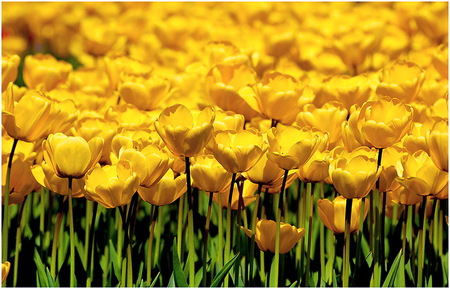 Field of sunshine - sunny, tulips, flowers, field, spring, yellow, green