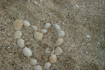 INLOVE SEASHELLS - love, summer, hearts, sand