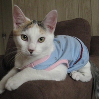 Mini the Calico 3