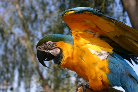 Blue and Gold - feathers, parrots, birds, macaw