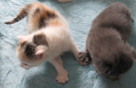 Solstice and Mini Together - love, cat, kitty, kittens, calico, blue russian, cats, romance, sweet, friendship, cute