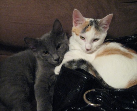 Solstice and Mini Together 2 - love, cat, adorable, soft, kitty, calico, kitten, blue russian, cats, sweet, gray, cute, happy