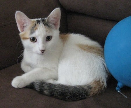 Mini the Calico 4 - love, cat, adorable, kitty, balloon, calico, kitten, white, cats, sweet, cute