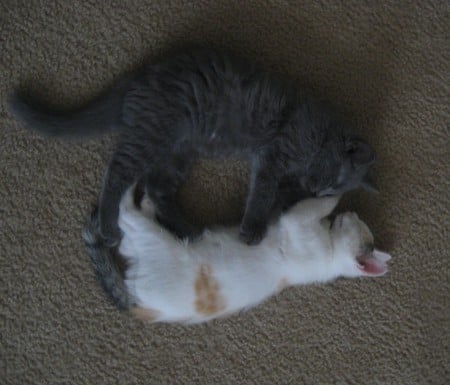 Mini and Solstice Kitten Love - love, cat, adorable, heart, kittens, kitty, calico, blue russian, sweet, gray