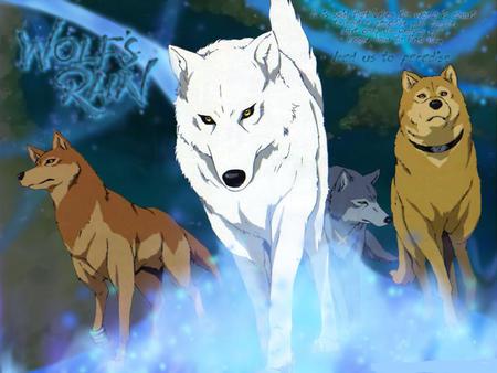 Colorful Wolf Pack - wolves, rain, blue, dogs, white wolf, grey wolf, brown wolf