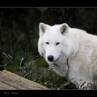 White Wolf Photography