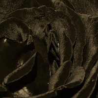 black rose