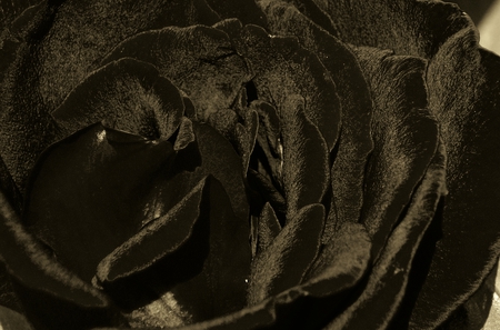 black rose - cool, flowers, rose, black, black rose