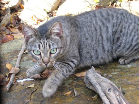 Baby the Tabby Cat - tabby, love, cat, soft, sweet, outdoors, cute