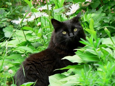 Bruneta,ochii verzi..:) - black, pisica, negru, green, verzi, cat