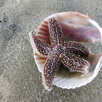 Starfish on Beach