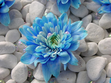 a touch of blue - beauty, nature, blue, photography, flowers, still life, rocks