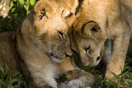 Luv 4 Lioness - whiskers, paws, claws, fur, cat, feline, animal, lioness