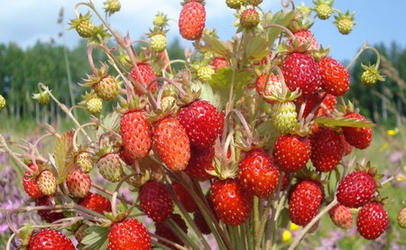 Almost Ready - strawberries, tasty, nature, fields