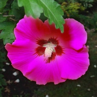 Pink Flower