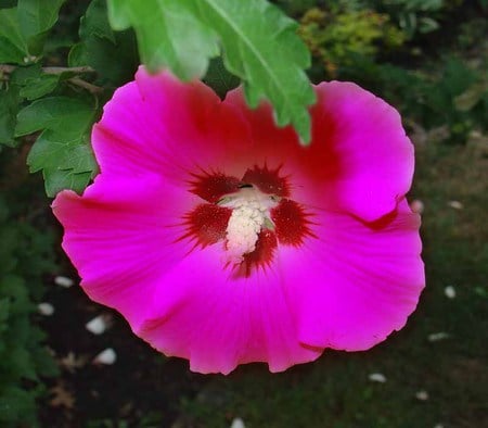 Pink Flower - beauty, pink, green, spring, flower