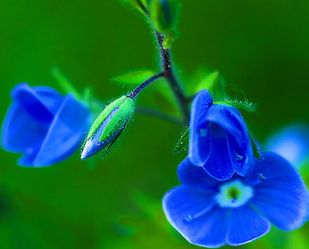 Li'l blue - spring, flower, blue, green