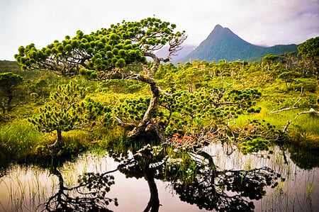 bonsai - mountains, tree, bonsai, grass