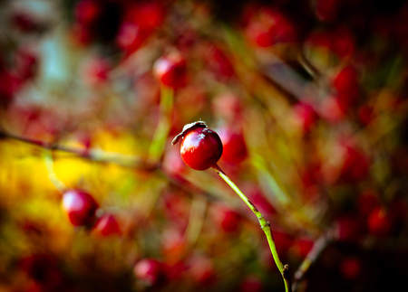 Berries - trees, nature, red, green