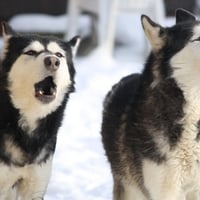 Snow dogs