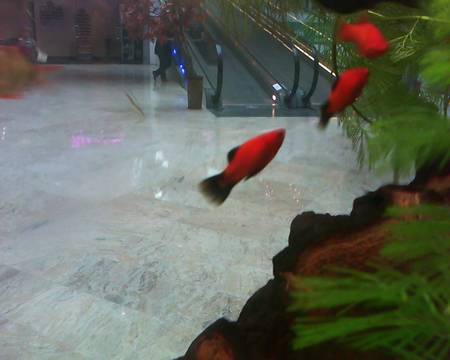 Red is the new trend - fish, three, aquarium, red