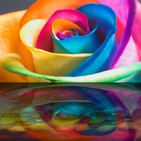 Rainbow Rose 