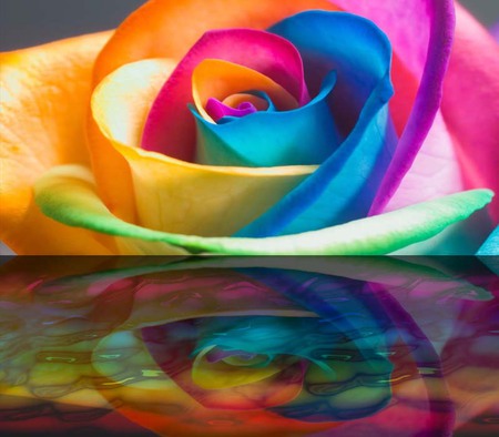 Rainbow Rose 