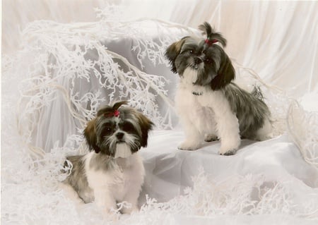 Dollie & Dellie - white, pets, animals, cute, puppies, shih tzu, bows, babies